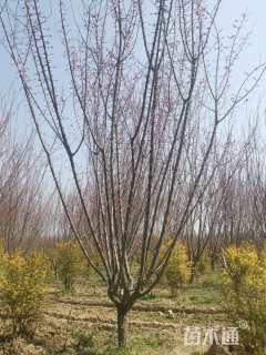 15公分骨里红梅