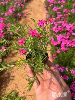 高度20厘米芝樱