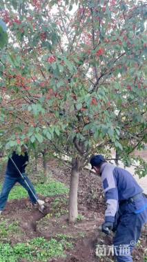 高度300厘米印第安魔力海棠