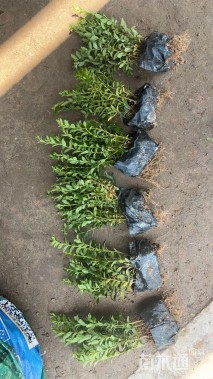 高度18厘米细叶萼距花