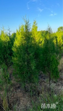 高度200厘米侧柏