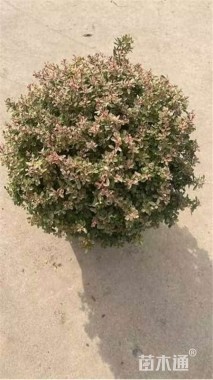 高度45厘米小丑火棘球