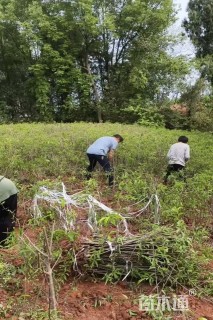 高度60厘米蜂糖李