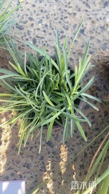 高度6.1厘米地被石竹