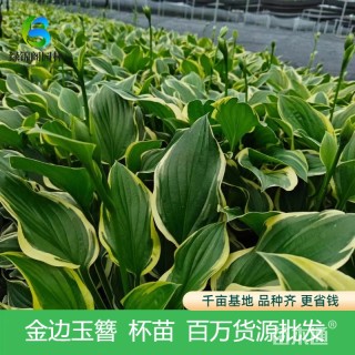 高度20厘米金边玉簪