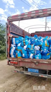 高度60厘米新西兰亚麻