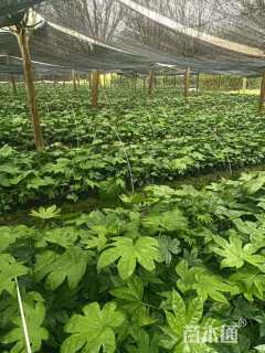 高度35厘米八角金盘