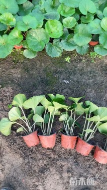 高度30厘米大吴风草