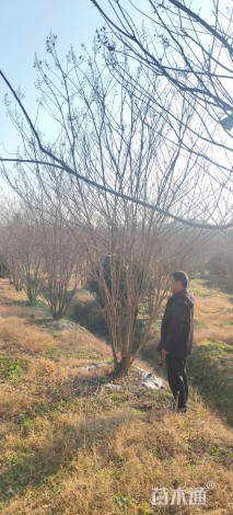 高度450厘米丛生紫薇