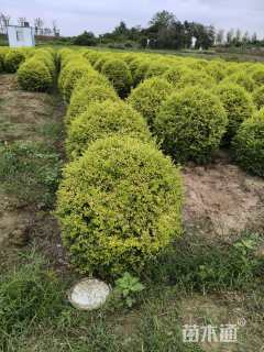 冠幅100厘米金叶女贞球