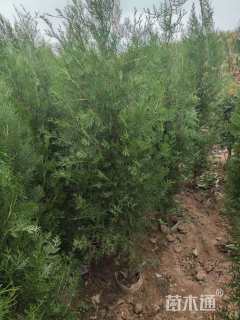 高度150厘米油松