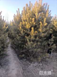 高度400厘米樟子松