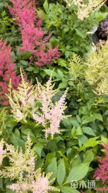 高度40厘米落新妇