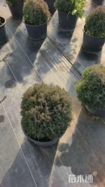 高度40厘米球柏