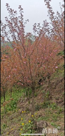 10公分日本晚樱