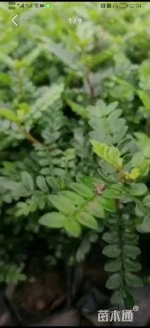 高度30厘米胡椒木