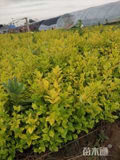 高度30厘米金叶女贞