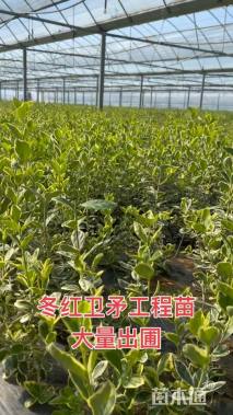 高度50厘米冬红卫矛