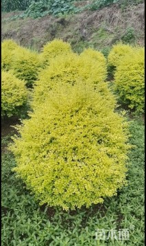 冠幅100厘米亮晶女贞球