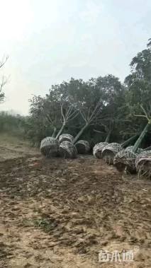 15公分无患子