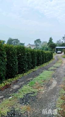 高度180厘米红叶石楠柱