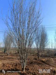 12公分西府海棠