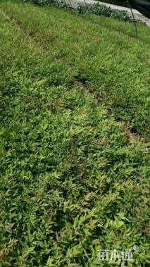 高度40厘米南天竹小苗