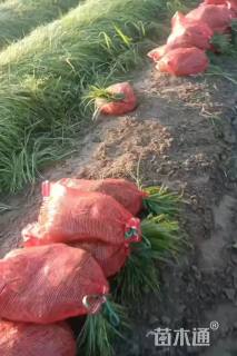 高度15厘米麦冬