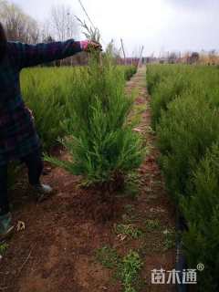 高度200厘米蜀桧