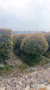 冠幅180厘米红叶石楠球