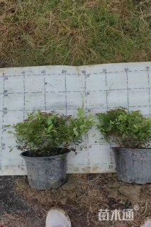 高度20厘米粉花绣线菊