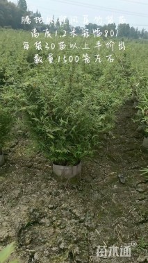 观音竹