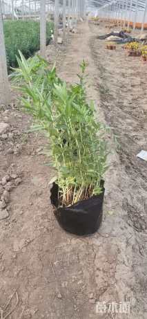 高度10厘米千屈菜