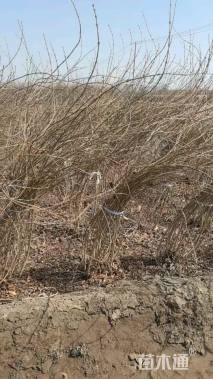 高度120厘米连翘