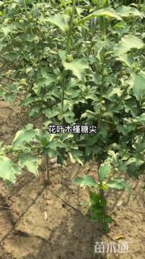 高度200厘米花叶木槿