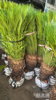 裸干高160厘米苏铁