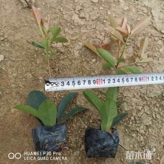 15公分红叶石楠
