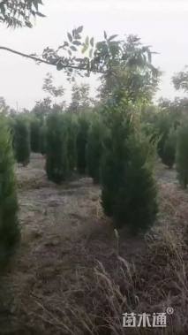 高度500厘米蜀桧