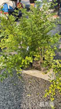 高度35厘米金冠小叶女贞