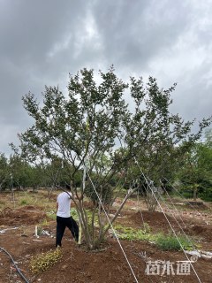 高度850厘米丛生紫薇