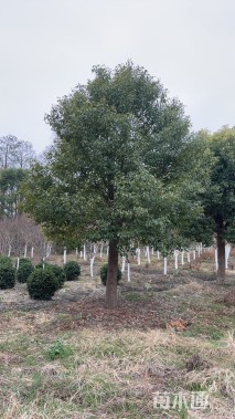 25公分香樟