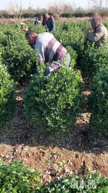 冠幅100厘米大叶黄杨球