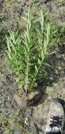 高度25厘米千屈菜