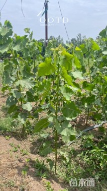 高度80厘米杨树小苗