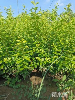 高度60厘米金叶女贞