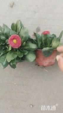 高度10厘米雏菊