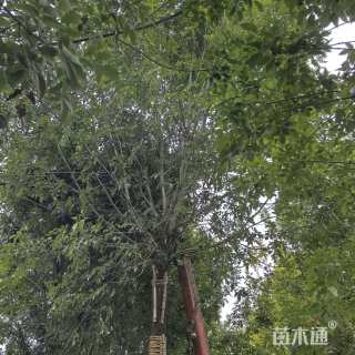 20公分白蜡