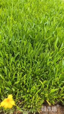 高度15厘米大花金鸡菊