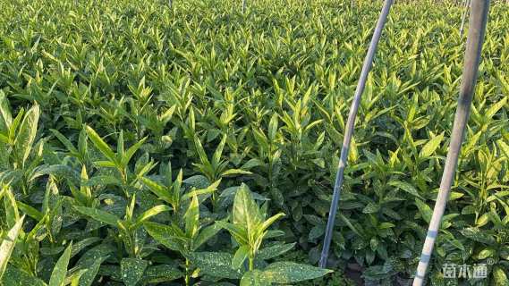 高度35厘米洒金珊瑚