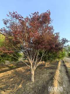 21公分日本红枫